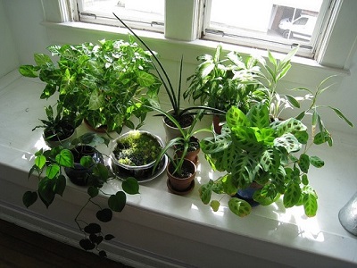 can-window-tinting-effect-your-indoor-plants